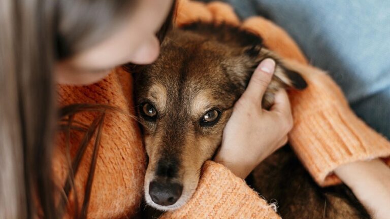 Día de perros para nuestros animales