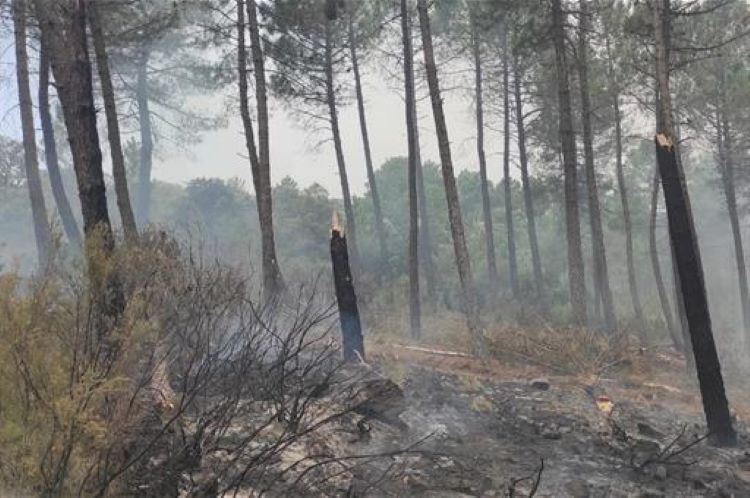 El MITECO pone en marcha la restauración forestal de emergencia en la zona afectada por el incendio de la Sierra de la Culebra
