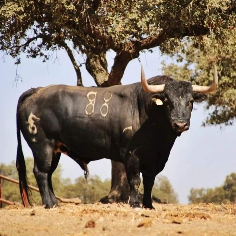 Tordesillas apuesta por un programa intergeneracional para unas fiestas en honor a la Virgen de la Peña y de la Guía para el reencuentro