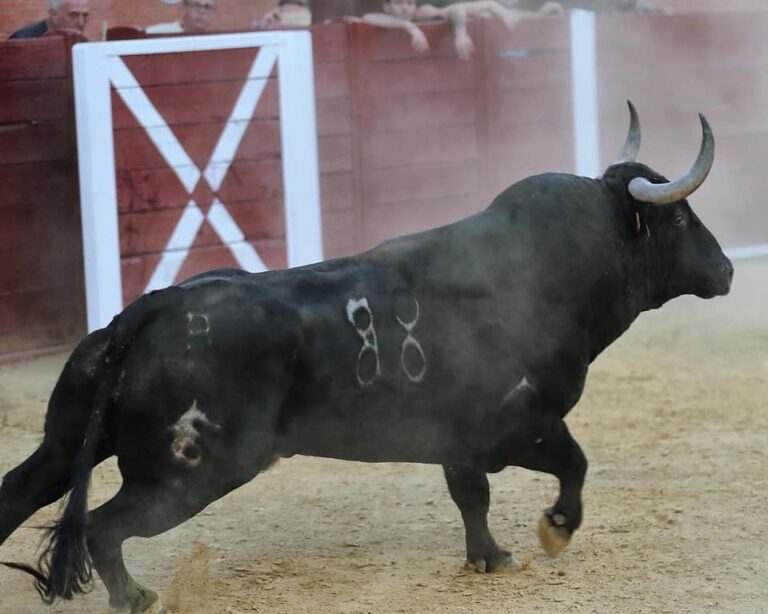 La Delegación Territorial de la Junta de Castilla y León en Valladolid autoriza dos festejos taurinos populares en sustitución del Toro de la Vega
