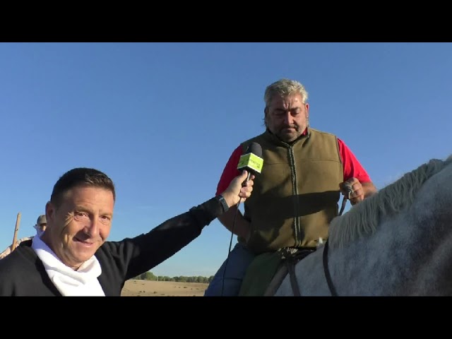 Vídeo: Primer encierro tradicional de Medina del Campo 2022