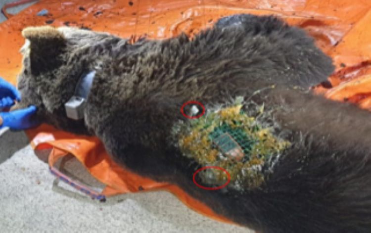 Fotografiado en buenas condiciones el ejemplar de oso pardo radiomarcado en Alto Sil supuestamente objeto de un episodio de furtivismo