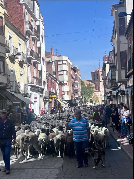 El pastoreo se visualiza en las calles de Medina del Campo