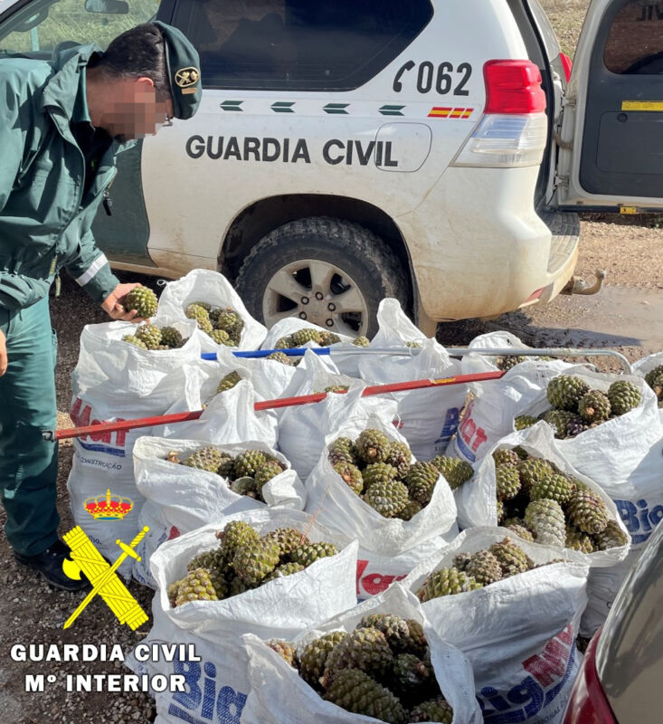 La Guardia Civil interviene 800 kilogramos de piñas piñoneras obtenidas ilegalmente