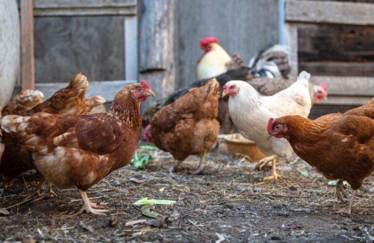 Se activan las medidas obligatorias para aves de corral en municipios de riesgo por gripe aviar”