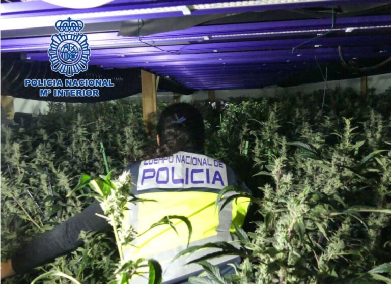 La Policía Nacional desmantela cinco macroplantaciones destinadas al cultivo masivo de marihuana