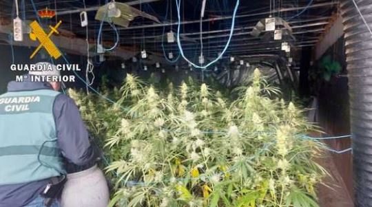 Desmantelada una plantación de marihuana en Villanueva de Duero con más de 1.000 plantas de cannabis