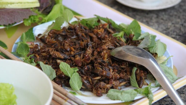 La mayoría de las personas ven los insectos como una fuente de alimentación alternativa y sostenible para el futuro
