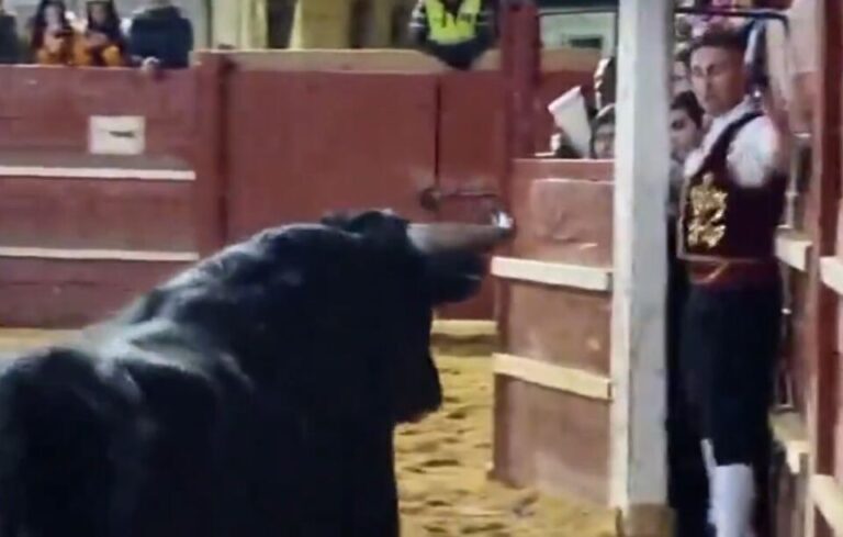 Un toro irrumpe en un burladero y deja tres heridos en Ciudad Rodrigo