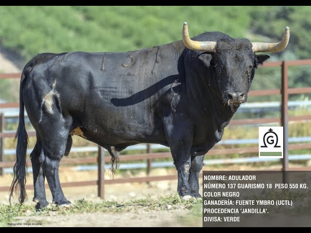 Medina del Campo celebrará el Toro de la Feria el 3 de Junio de 2023