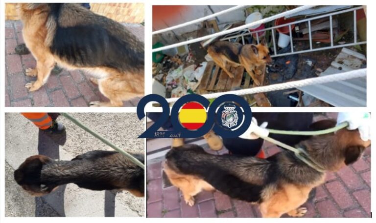 La Policía Nacional detiene a un hombre por maltrato animal en Valladolid