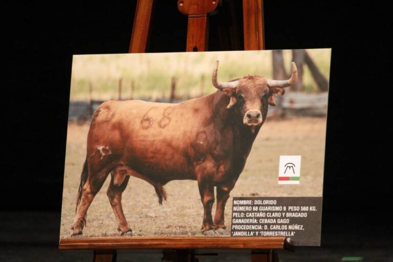 Un ejemplar de Cebada Gago, ‘Toro de la Feria’ de Medina del Campo para este 2023