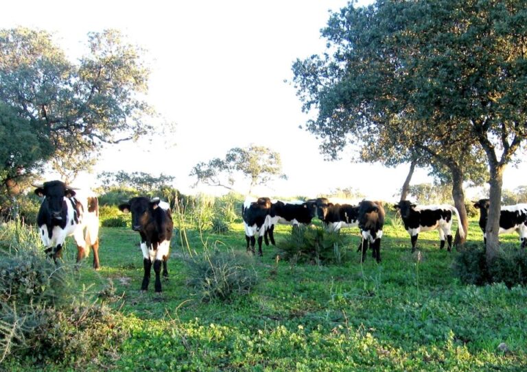 El Gobierno limita el movimiento de ganado bovino en Castilla y León