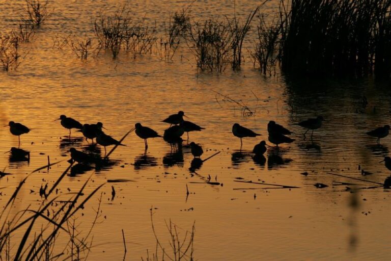 Castilla y León se suma al Día Mundial de las Aves Migratorias