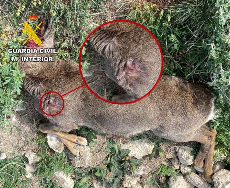 La Guardia Civil investiga a presunto furtivo que abatió ilegalmente un corzo