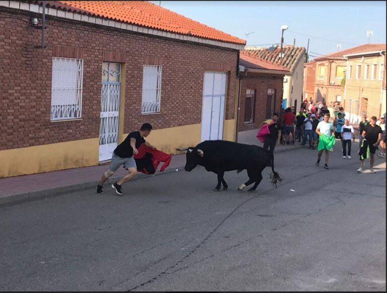 Fresno toro San Juan en Medina del Campo