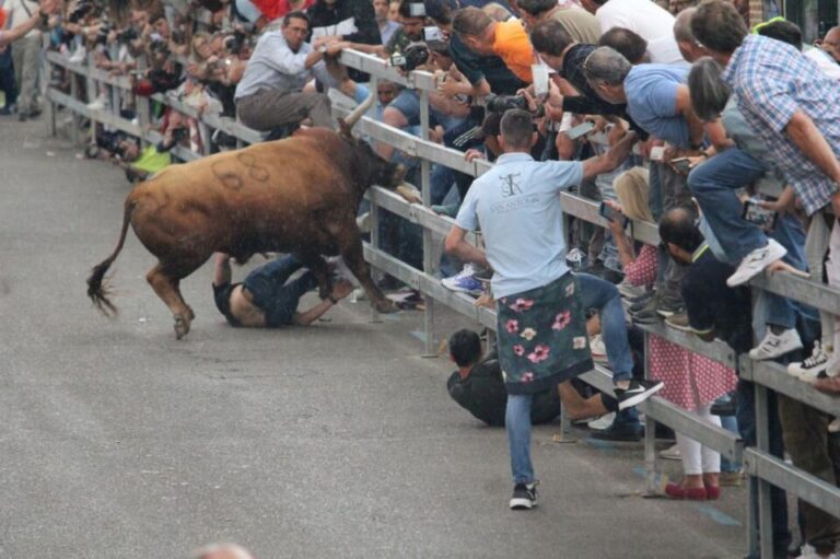 El ejemplar de Cebada Gago cornea a una persona en el Toro de la Feria