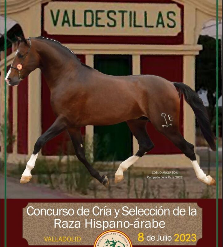 El caballo vuelve a ser el protagonista en Valdestillas con el esperado Concurso Morfológico 2023
