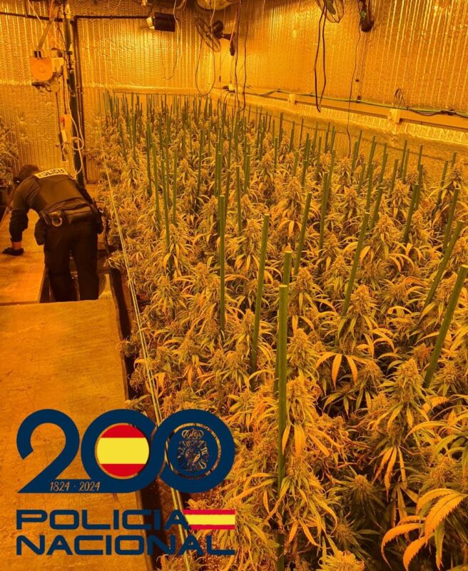 Desarticulado un grupo organizado radicado en el barrio de España que controlaba el cultivo y tráfico de cannabis en Valladolid