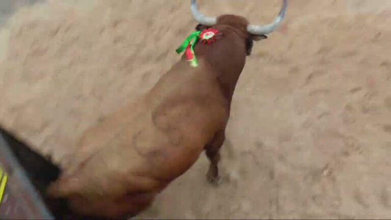 Toro de la Feria en Medina del Campo: Salida y cogida del toro de Cebada Gago vista desde el cajón
