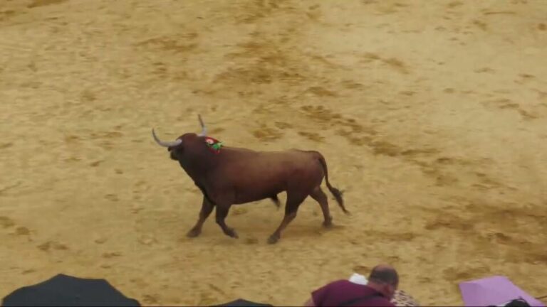 Dolorido – Toro de la Feria 2023 Medina del Campo