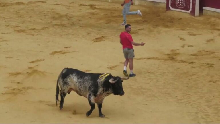 Trabajador – Toro de la Feria 2023 Medina del Campo