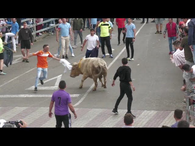 Ligero – Toro de la Feria 2023 Medina del Campo