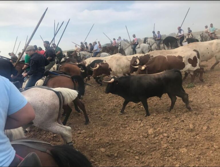 Villaverde de Medina congrega a cientos de personas en el encierro campero