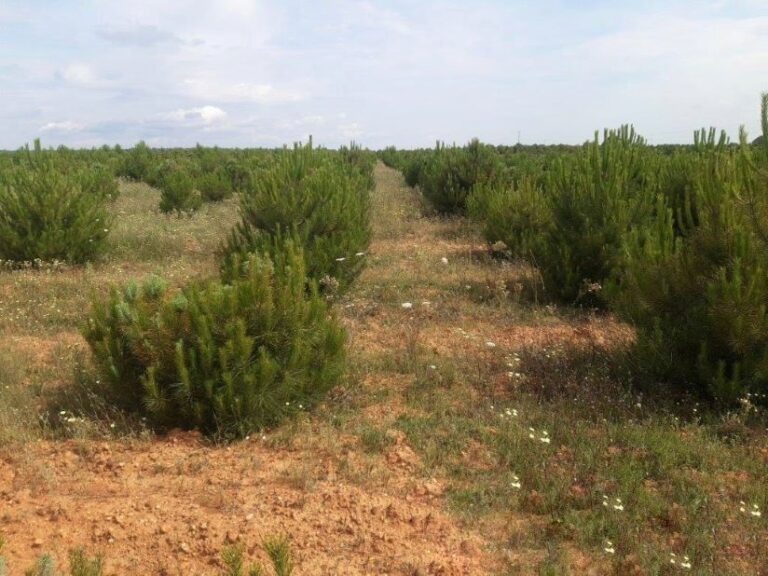 La Junta destina 7 millones de euros a la reforestación y creación de superficies forestales en Castilla y León
