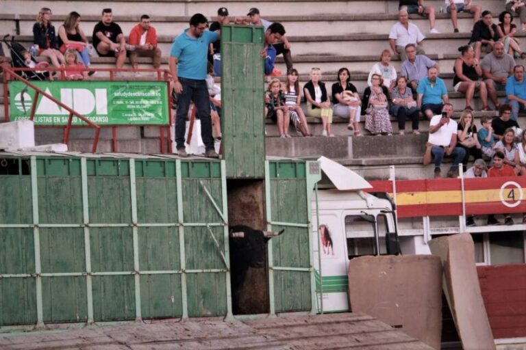 Medina del Campo toma contacto con los toros de San Antolín de la mano del desenjaule