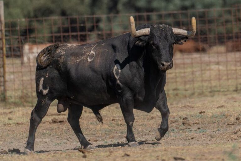 Tordesillas: “Gavilanillo” será el Toro de la Vega 2023