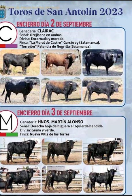 Los toros que protagonizarán los encierros de las fiestas de San Antolín, en foto