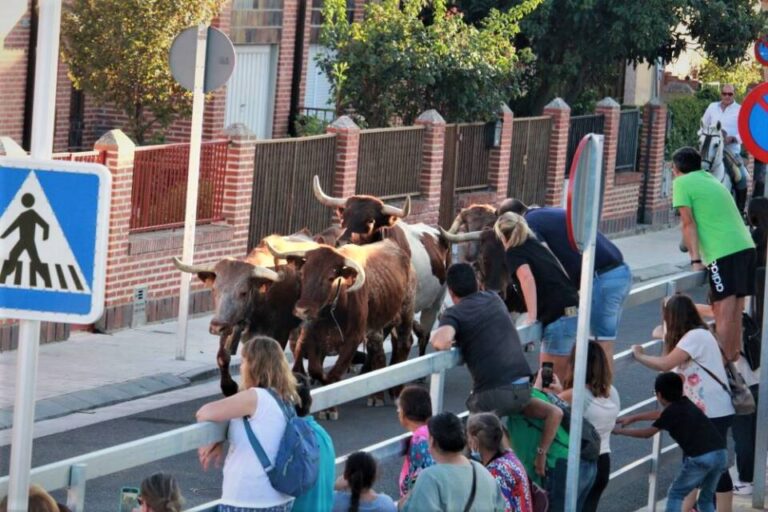 Los bueyes de los encierros de San Antolín recorren las calles de Medina del Campo 