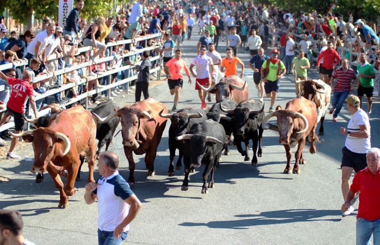 La tradición vuelve a ser protagonista en los 5 encierros tradicionales de las Ferias y Fiestas de San Antolín