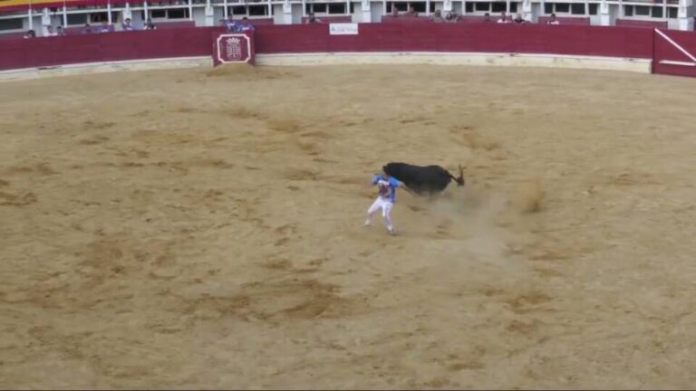 Concurso Nacional de Cortes en Medina – Toro de la final y entrega de Trofeos