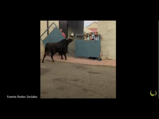 El Toro levanta la talanquera y entra en una vivienda en Fresno