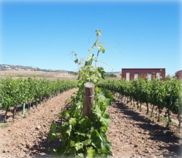 Itacyl lidera proyecto europeo para potenciar paisajes vitivinícolas sostenibles