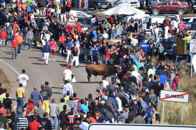Los ‘encierros tradicionales al estilo de la villa’ se consolidan como el plato fuerte de las Fiestas Patronales de Olmedo