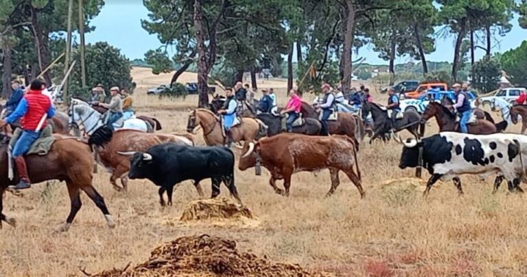 Zahorí, Torrestrella, Simón Caminero, Hnos. Martín Alonso y Espioja, al frente de los encierros de San Antolín en Medina del Campo