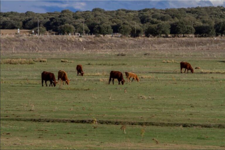 La Junta de Castilla y León destina 6 millones de euros en ayudas a ganaderos por enfermedad hemorrágica en bovinos