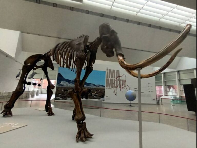 La exposición ‘Un mamut en Burgos’ se muestra en el Museo de la Evolución Humana