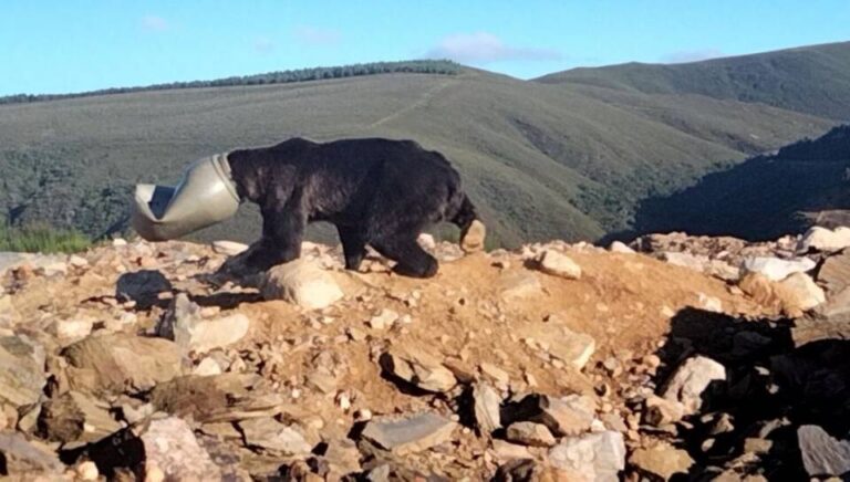 Rescatan a un oso pardo en peligro de muerte con la cabeza atrapada en un bidón de plástico en Anllares del Sil