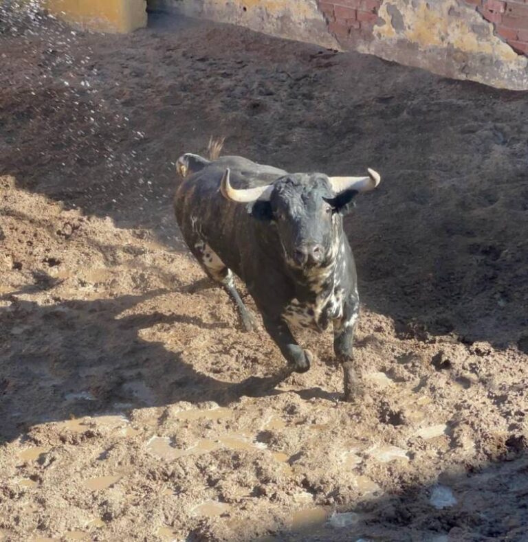 Los toros de la corrida del día 2 ya pisan el coso taurino de Medina del Campo