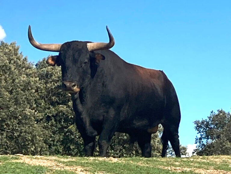 Revelados los proyectos ganadores de los Premios Tauromaquia 2023 en Castilla y León: Contribuciones científicas e históricas reconocidas