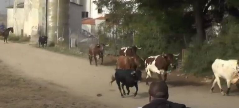 Vídeo del encierro 7 de Septiembre – San Antolín 2023 Medina del Campo