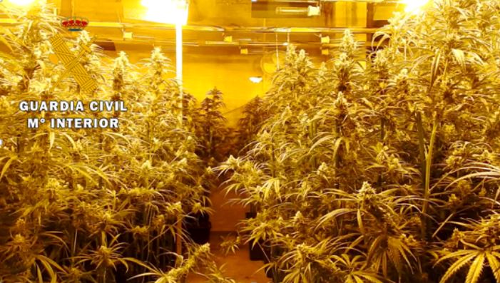 Desmantelada una plantación de más de 200 plantas de marihuana en el interior de una nave en Fuente el Sol
