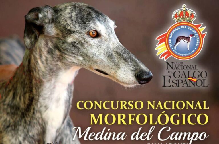 Medina del Campo celebra este 7 de octubre el Concurso Nacional Morfológico del Club Galgo Español 