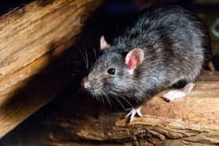 ¿Matar a una rata en tu casa está penado? Con la nueva ley de bienestar animal podría acarrear penas de prisión de entre 6 y 18 meses