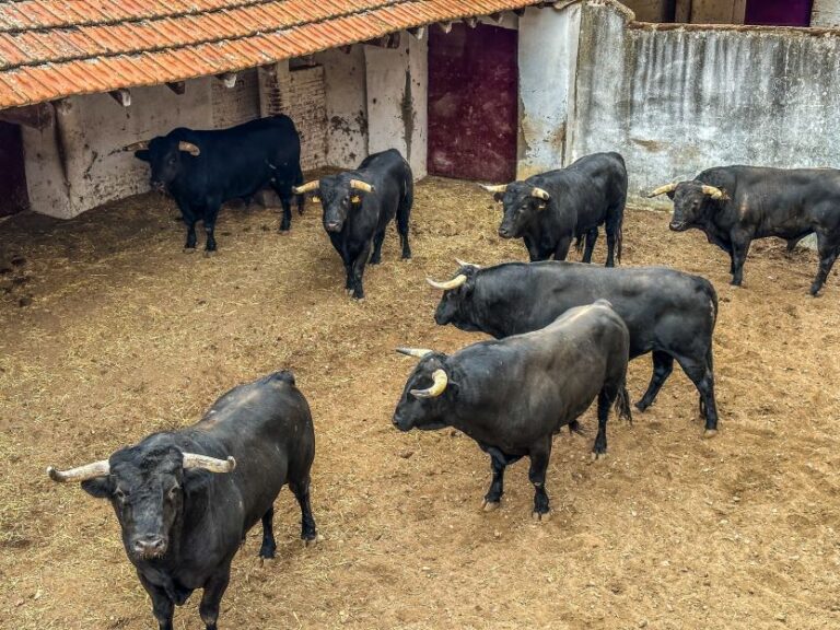 La corrida de rejones en Valladolid se aplaza al 6 de septiembre por las fuertes lluvias