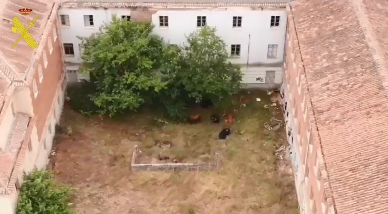 Fuga en Laguna de Duero: Falta de encontrar un novillo de los 10 escapados del matadero